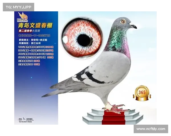 青岛赛事成绩查询(青岛赛事成绩查询便捷入口实时更新各类比赛结果排行)